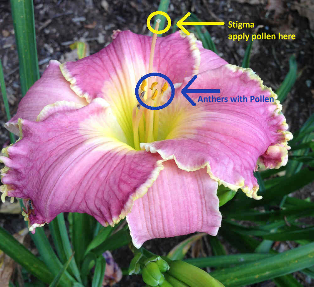 Daylily flower with anther and stigma labeled