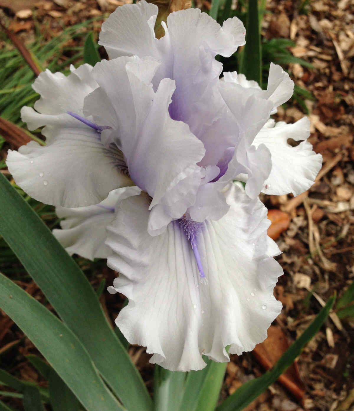 Spaceage Iris Bloom