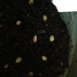 Citrus Seeds in Pot