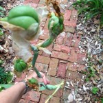 broken iris stem with seedpod
