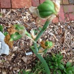 iris stem set into the ground