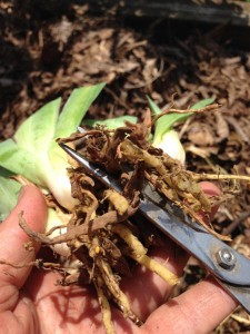 trimming iris roots
